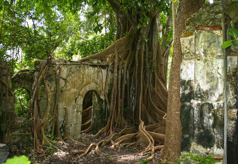 Former jail of Petit-Canal, in Guadeloupe. The invading roots of the “cursed fig tree“