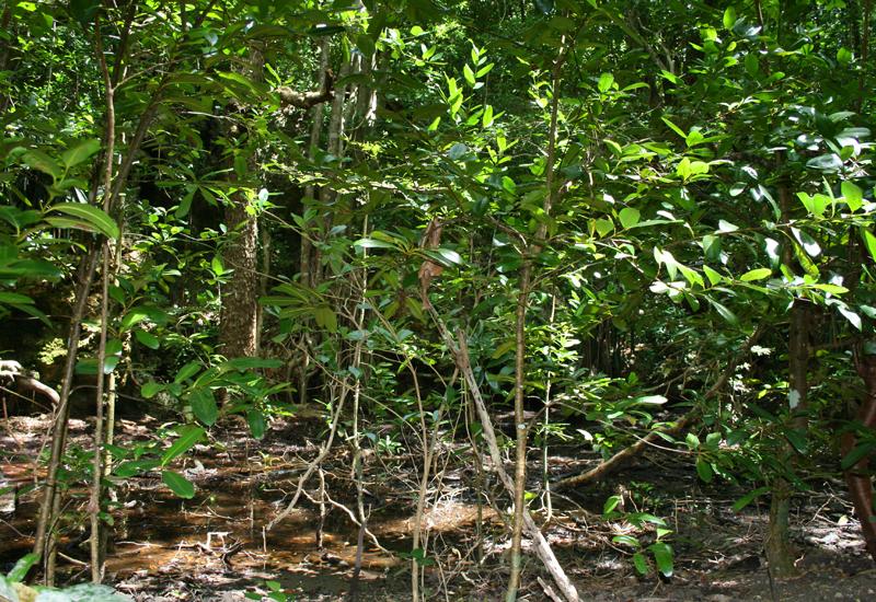 Shrub mangrove
