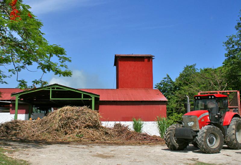 During the harvest period, the cane is transported daily to the factory