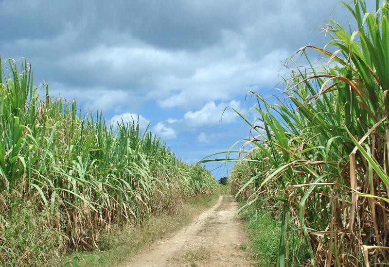  In the middle of the cane fields at Dupuy 