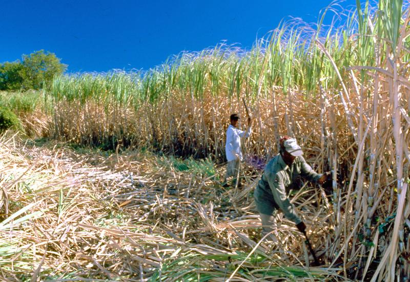  Workers cutting cane