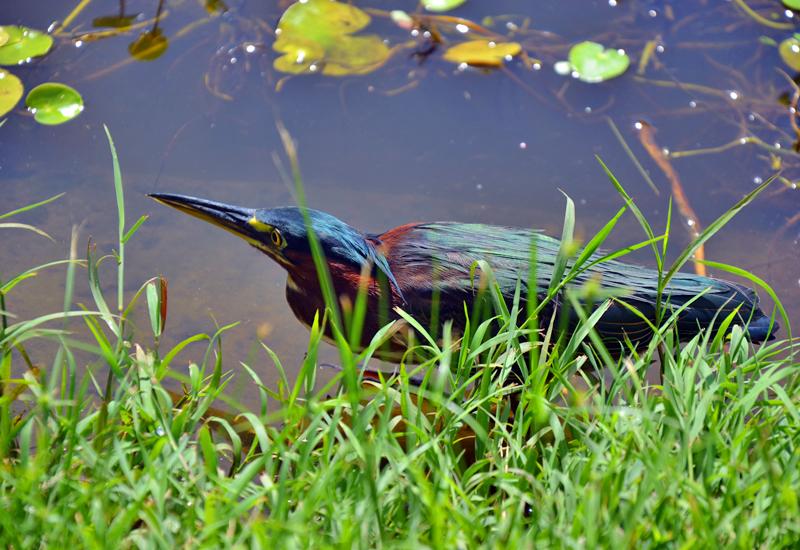  The kio, or green heron, on the lookout for prey