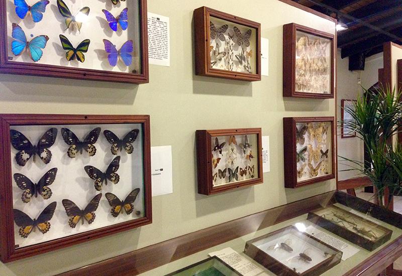 The museum accomodates an exceptional collection of butterflies