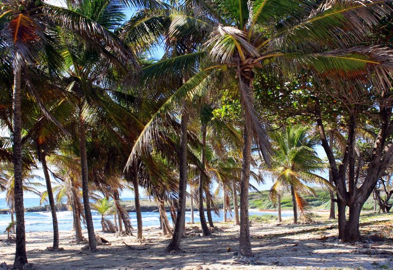 Anse d'Echelle, island of La Désirade, Guadeloupe: magnificent coconut grove