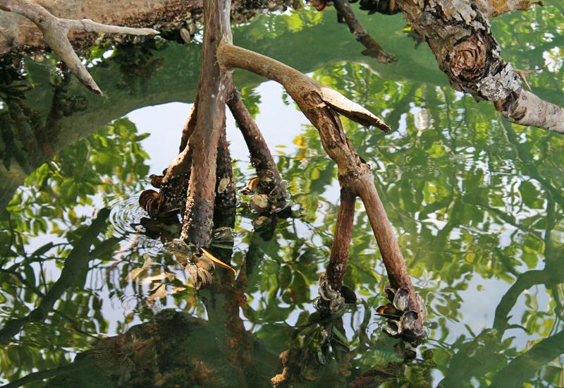 Aerial roots of mangroves with submerged roots, allowing the development of mussels, mangrove oysters, sponges