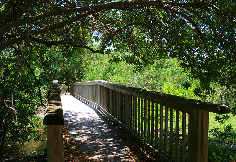A wooden footbridge leads to the heart of the mangrove