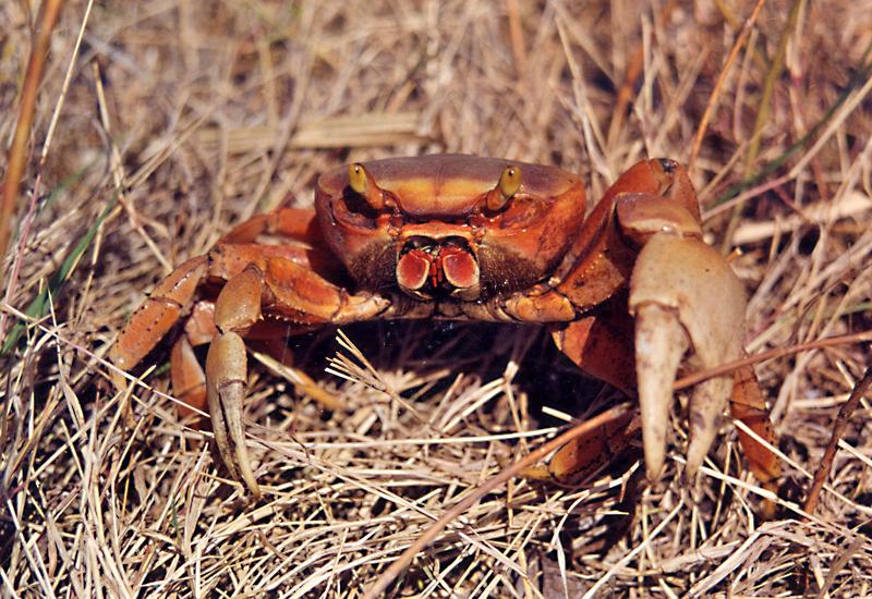  Maison du crabe (Crab House) - Le Moule: Ground Crab (Cardisoma Guanhumi)
