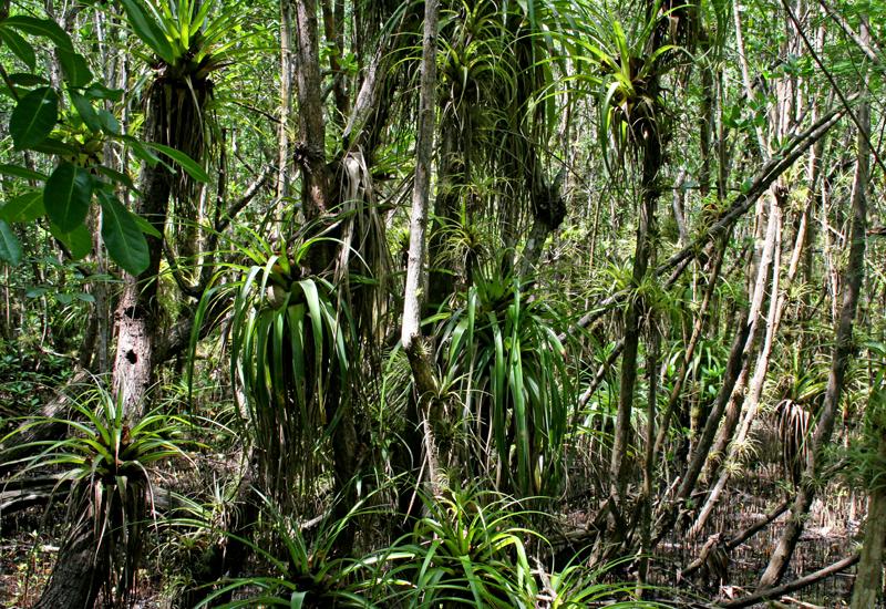 Mangrove swamp - Petit-Canal. Pineapple-wood