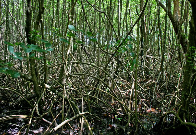  Mangrove, Petit-Canal, gray mangroves