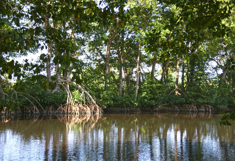 In the heart of the mangrove, the “Canal des Rotours