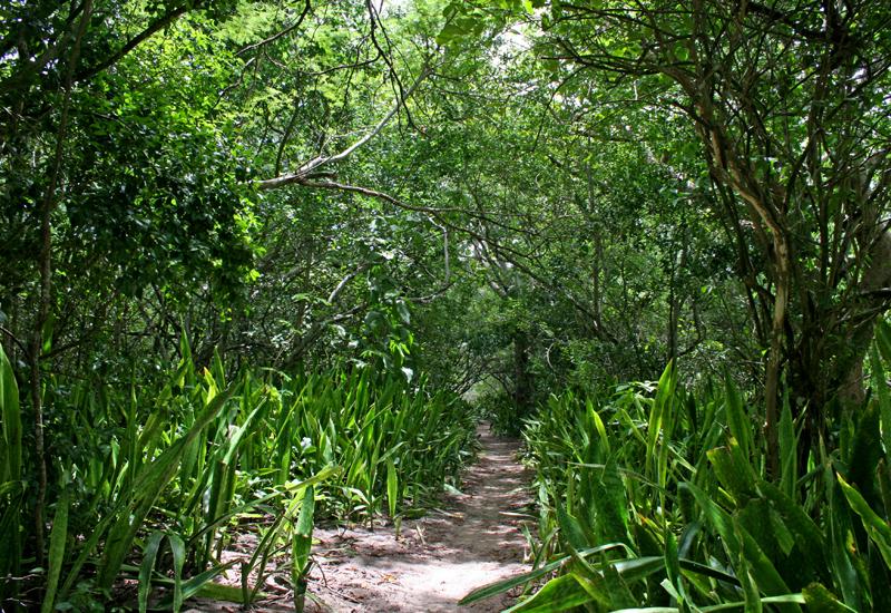  Path lined with karatas 