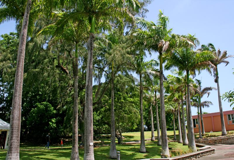  Amerindian Garden Museum Edgar Clerc, city of Le Moule. Royal Palm Alignment