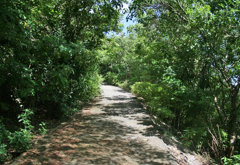  A steep but shady path