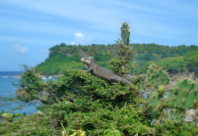 Anse des galets, La Désirade (Guadeloupe): a place frequented by iguanas