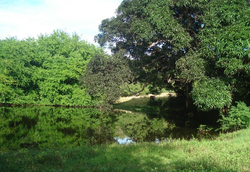 Saint-Louis: pond at Massicot District
