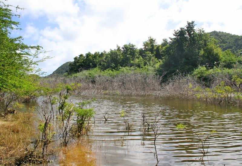 Grand Bassin site in Saint-Louis is of great ecological importance