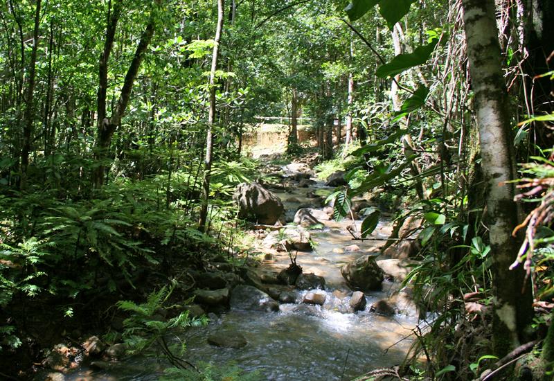 The basin in full vegetation