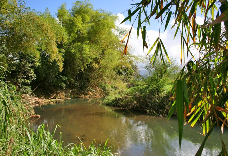  Landscape park Victor Servan Soliman - Petit-Bourg: bamboos grow peacefully