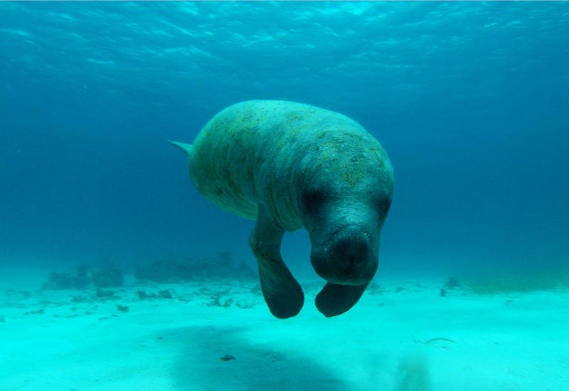 The manatee, carefully preserved host of the place The manatee, carefully preserved host of the place