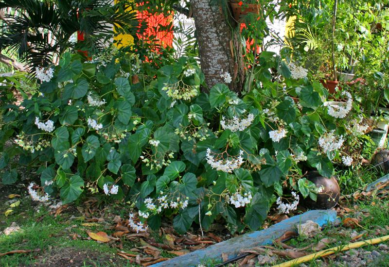  Alexina Garden. Begonia: aromatic and medicinal plant