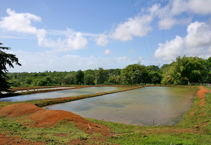  Jardin d'eau de Blonzac Blonzac - city of Goyave:  aquaculture farm for ouassous (crayfish)