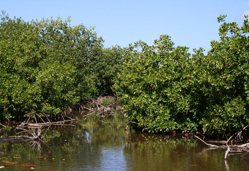  Mangrove - Le Gosier. Red mangroves in Grand Baie