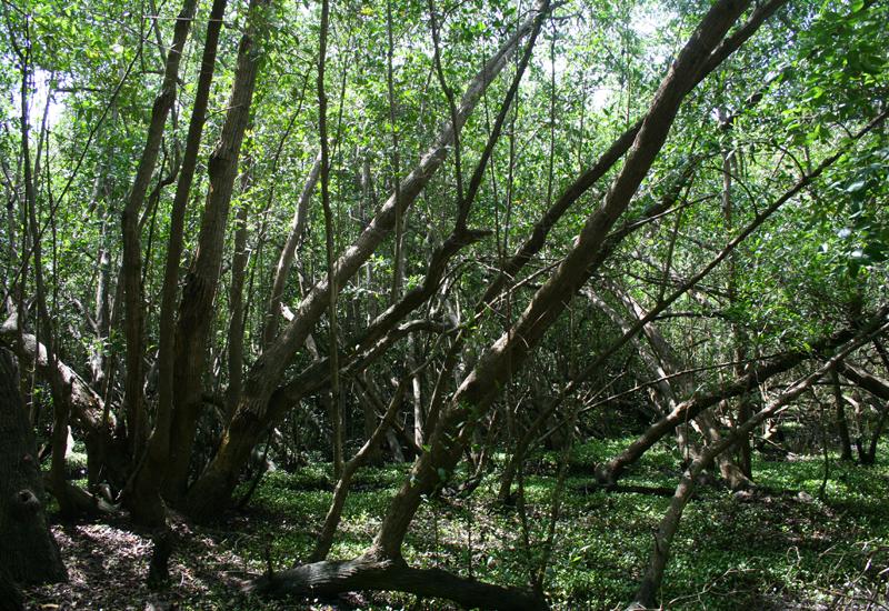  Mangrove swamps, Le Gosier, gray mangrove on the coastal path in Saint-Félix