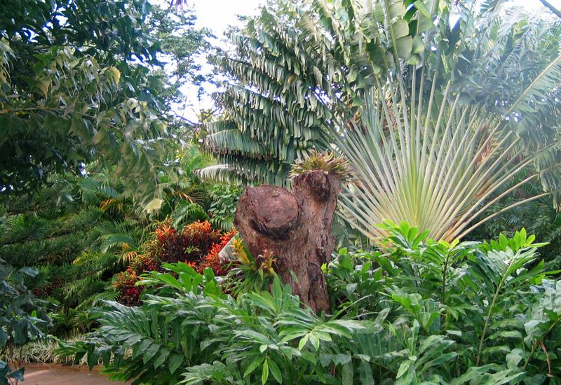  Botanical Garden - Deshaies: arbre du voyageur (Traveler's tree)