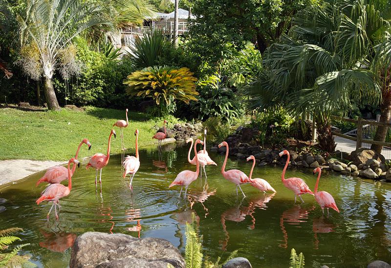  Deshaies, Botanical Garden: the famous flamingos