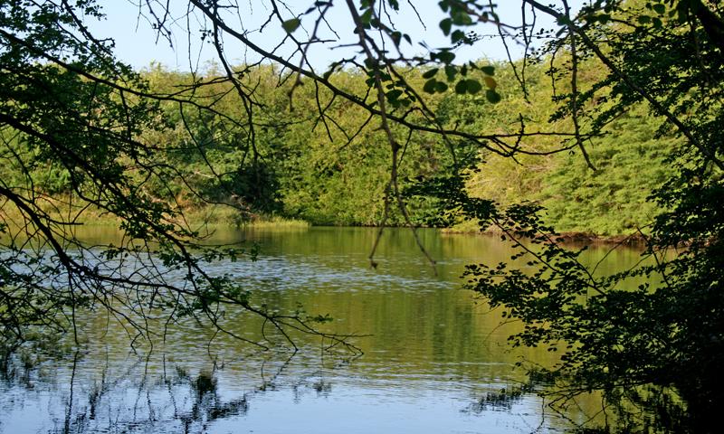 Seo pond, in Sainte-Anne. A biodiversity reserve