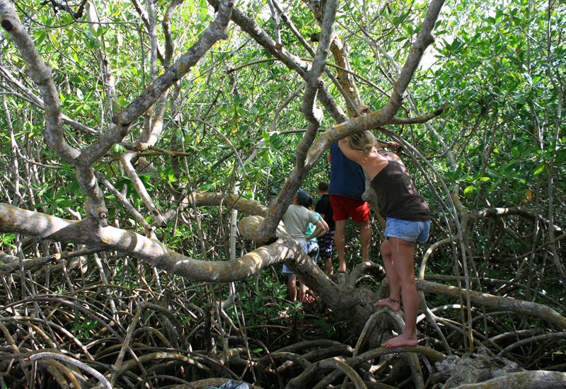 In the mangroves in the Grand Cul-de-Sac Marin