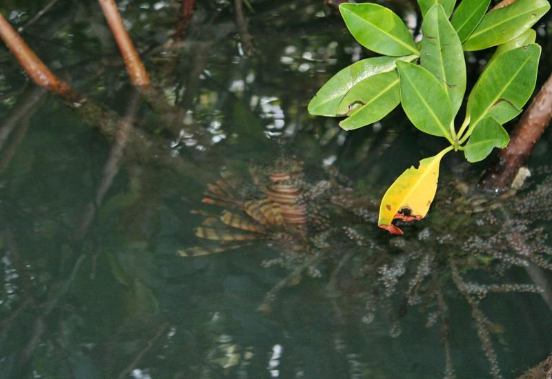 Grand Cul-de-Sac Marin. A poisson lion (lion fish) hidden