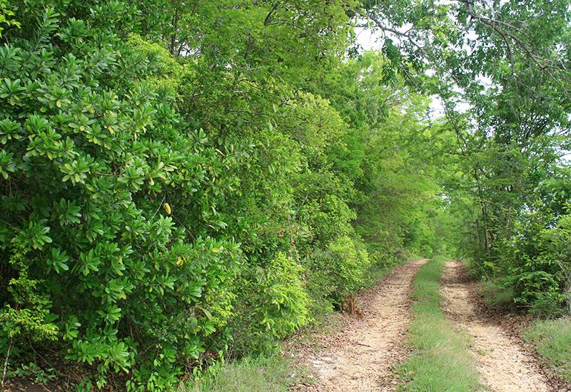  A path lined with mahogany