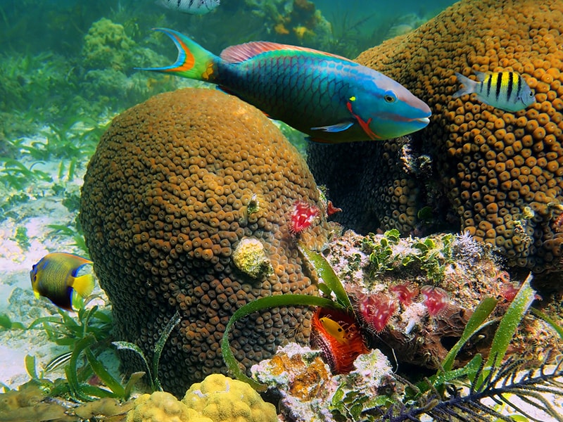 La richesse des fonds marins en Guadeloupe